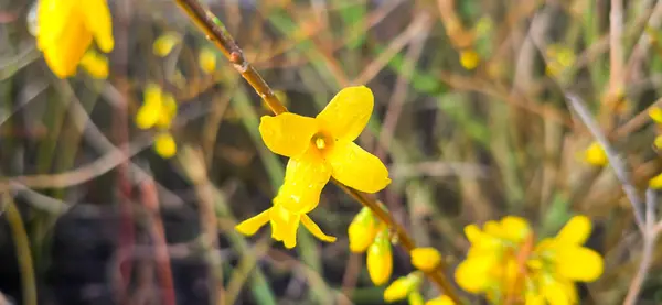 Forsythia in spring, Easter, Easter flower