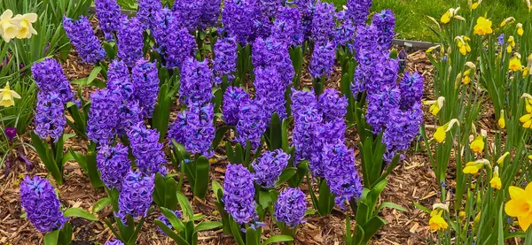 Çok renkli. Hyacinthus Orientalis çiçeği. Doğal bahar arkaplanı.