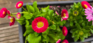 Bellis Perennis 'in manzara manzarası, güzel kırmızı çayır papatyası, yeşil şamandırası ve sığ bir alan derinliği var.