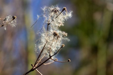 seed heads with silky appendages of clematis vitalba, Traveller's Joy, in winter, showing why it is also known as old man's beard, copy space clipart