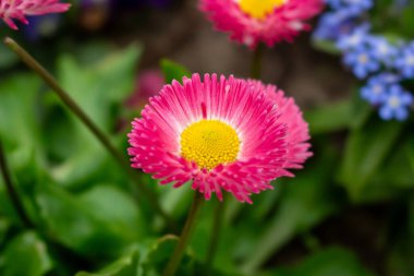 Bellis perennis kırmızısı, İngiliz papatyası güneşli bahçede yakın plan.