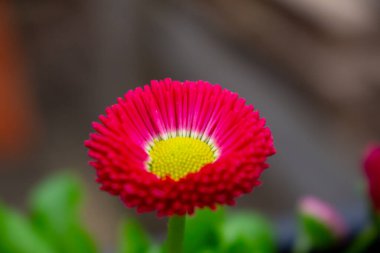 Bellis perennis kırmızısı, İngiliz papatyası güneşli bahçede yakın plan.