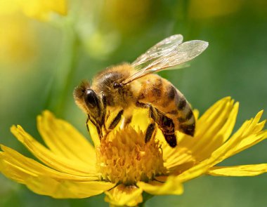 Arı ve çiçek. Büyük çizgili bir arıya yaklaş. Güneşli, parlak bir çiçekte bal toplar.