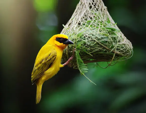 stock image Close up of masked weaver bird building nest in dark forest background