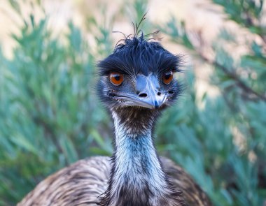 lose-up of an Emu in Natural Habitat Looking Amused clipart