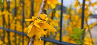 Postcard motif forsythia bush in the garden. Spring blooming bushes and flowers in beautiful colors against a blurred background clipart