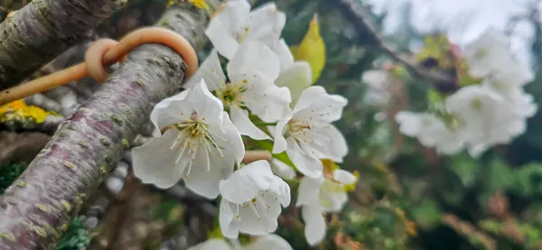 stock image Bird cherry (Prunus avium), blossom, Germany