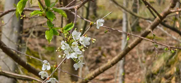 stock image Bird cherry (Prunus avium), blossom, Germany
