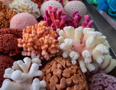 Pembe, turuncu ve beyaz renkli çeşitli mercanlardan oluşan canlı bir düzenleme.