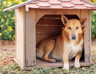 Hayvan refahı için farkındalığı artırmak için bir köpek kulübesinde yalnız bir sokak köpeğinin durumunu yakalamak.