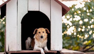 Capturing the plight of a lonely stray dog in a dog house to raise awareness for animal welf clipart