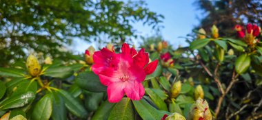 Azaleas bir çalılıkta çiçek açar.