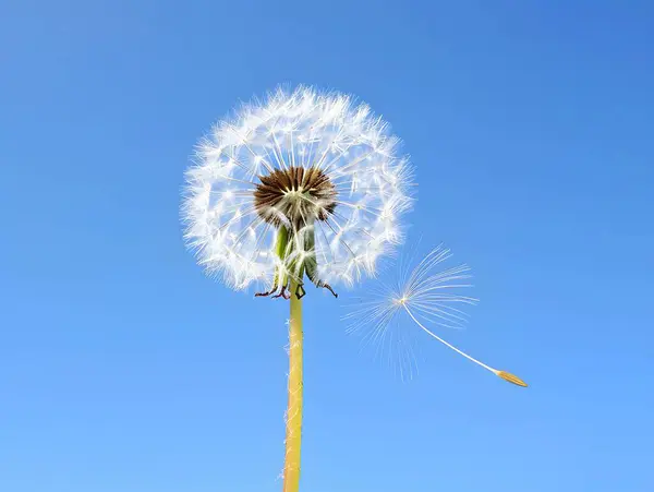 stock image dandelion against blue sky