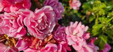 Rosa Damascena, ya da daha çok bilinen adıyla Şam gülü, ya da bazen Bulgar gülü, Türk gülü, Taif gülü, Arap gülü, Rosa gallica ve Rosa moschata 'dan türetilmiş bir gül melezi..