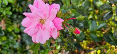 Rosa Damascena, ya da daha çok bilinen adıyla Şam gülü, ya da bazen Bulgar gülü, Türk gülü, Taif gülü, Arap gülü, Rosa gallica ve Rosa moschata 'dan türetilmiş bir gül melezi..