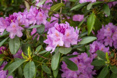 Bahar bahçesinde çiçek açan Rhododendron. Pasifik rhododendronu. Pembe Kaliforniya Rosebay. Evergreen çalılığı. İlkbaharda Hibrit Pontic Rododendron. Bahar çiçeği. Pembe Çiçek Yaprakları