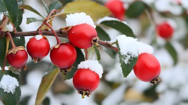 Kışın Rosehip-Rosa Canina