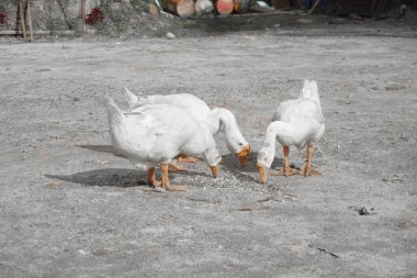 Bahçedeki güzel beyaz kaz