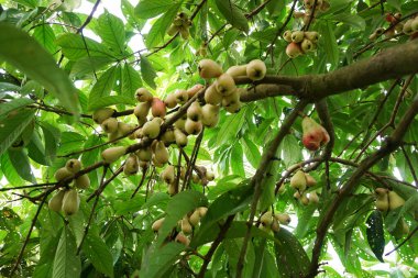 Jamaika guava meyvesi hala ağaçta.