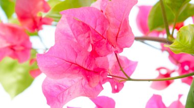 bougenville çiçeği ya da mavi arkaplanlı bunga kertalar