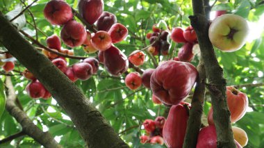 Jamaika guava meyvesi hala ağaçta.