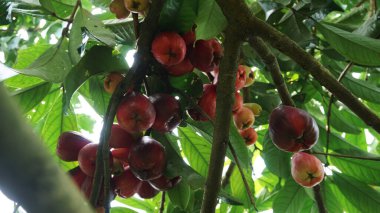 Jamaika guava meyvesi hala ağaçta.