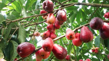 Jamaika guava meyvesi hala ağaçta.