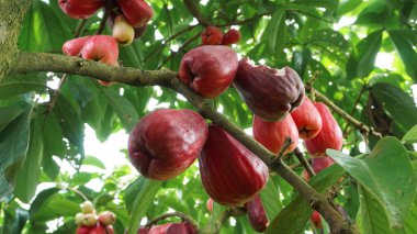 Jamaika guava meyvesi hala ağaçta.