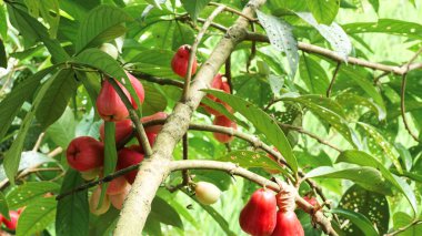 Jamaika guava meyvesi hala ağaçta.