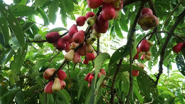 Jamaika guava meyvesi hala ağaçta.