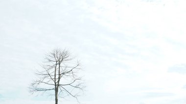 Ağaçlar ve ağaç dalları gün boyunca gökyüzüne karşı izole.