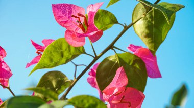 Bunga kertas merah veya parlak kırmızı bougainvillea çiçekleri