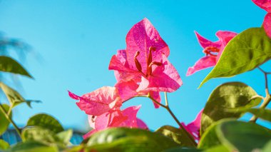 Bunga kertas merah veya parlak kırmızı bougainvillea çiçekleri