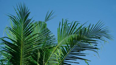 Hindistan cevizi ağaçları ve hindistan cevizi yaprakları yazın açık mavi gökyüzünün arka planında