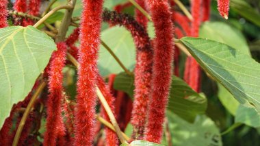 Acalypha hispida ya da kırmızı kedinin kuyruk bitkisi tropikal ülkelerde bol bol yetişir.