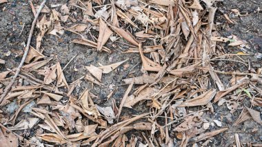 Üst toprak ve kuru yapraklar güzel bir doğal arkaplan oluşturur.