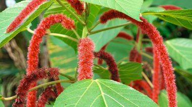 Acalypha hispida ya da kırmızı kedinin kuyruk bitkisi tropikal ülkelerde bol bol yetişir.