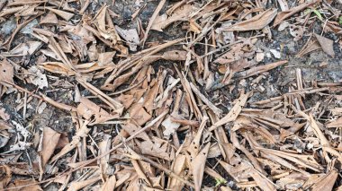 Üst toprak ve kuru yapraklar güzel bir doğal arkaplan oluşturur.