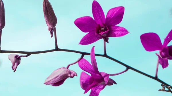 Purple orchids combined with the sky background in low position shooting