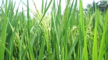 Gün boyunca yeşil olan pirinç tarlalarının görüntüleri, rüzgarla savrulan pirinç bitkileri.