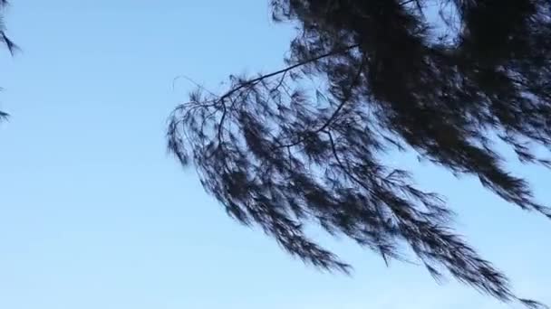 Cemara Laut Oder Casuarina Equisetifolia Rande Des Strandes Dessen Blätter — Stockvideo