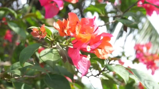 Bunga Kertas Merah Bright Red Bougainvillea Flowers — Stock Video