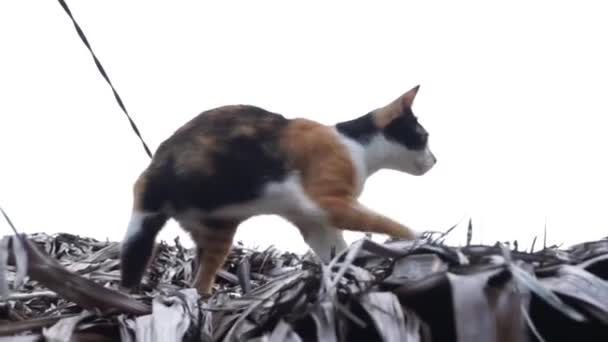 Gato Local Andando Telhado Tradicional Feito Folhas Sago — Vídeo de Stock