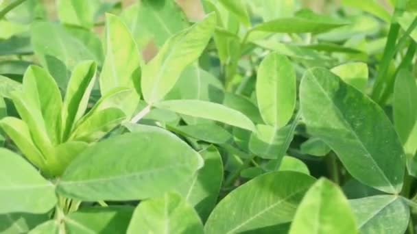 Burákové Rostliny Poli Během Dne Větrem Fouká — Stock video