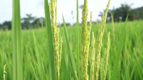 Footage Rice Fields Still Green Day Rice Plants Being Blown — Stock Video