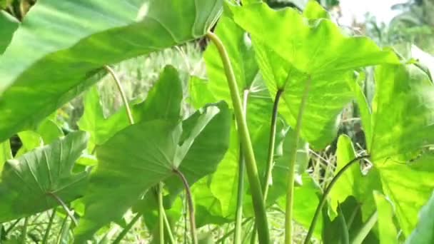 Plantas Taro Balanceándose Brisa Tropical — Vídeos de Stock