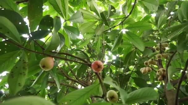 Unga Jamaicanska Guava Frukt Som Fortfarande Ett Tätt Träd — Stockvideo