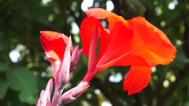 Bunga Tasbih或红色的Canna Indica是一种经常被用作观赏植物的植物 — 图库视频影像