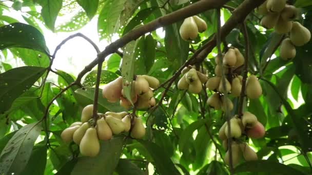 Joven Fruta Guayaba Jamaicana Que Todavía Está Árbol Denso — Vídeo de stock
