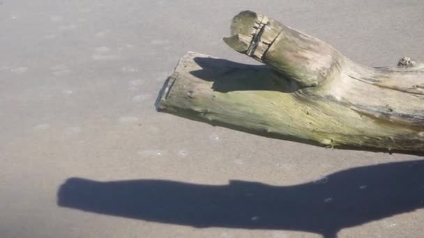 海滩边一块被海浪拍打的木头 — 图库视频影像